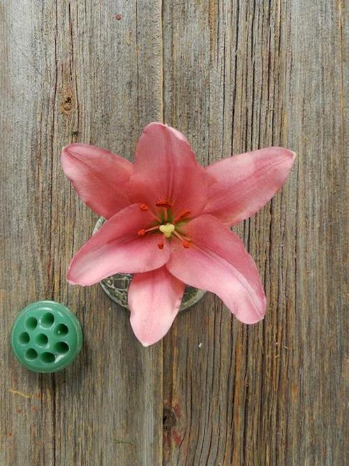 Brindisi  Pink L.A. Hybrid Lilies